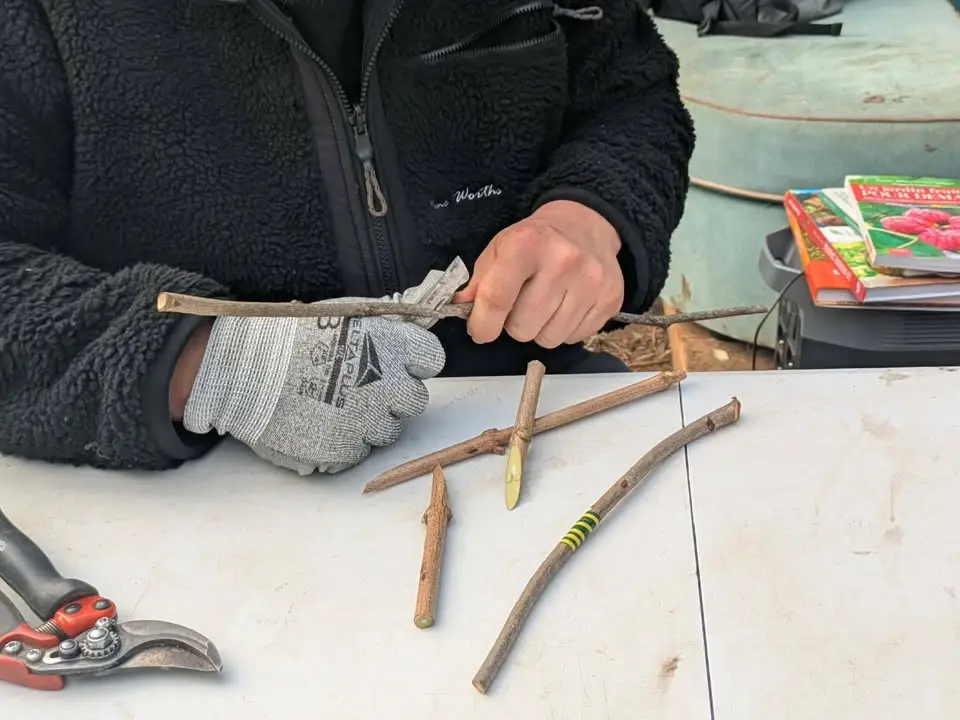 Louis, réalisant une coupe dans une baguette de merisier pour montrer la greffe Anglaise. Sur la table, plusieurs baguettes à différents stade de la greffe.