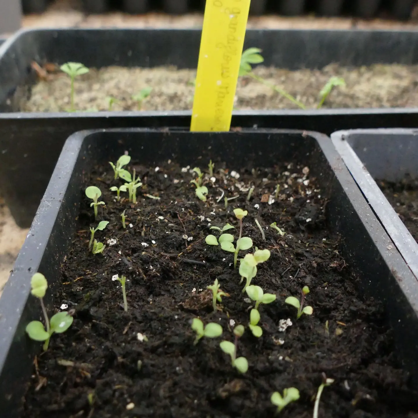 Semis de Platycodon grandiflorus. Une partie des jeunes pousse n'a plus de cotylédons (les deux premières fausses feuilles d'un plant). Ces derniers ont constitué le repas de quelque petite bête, non identifiée.