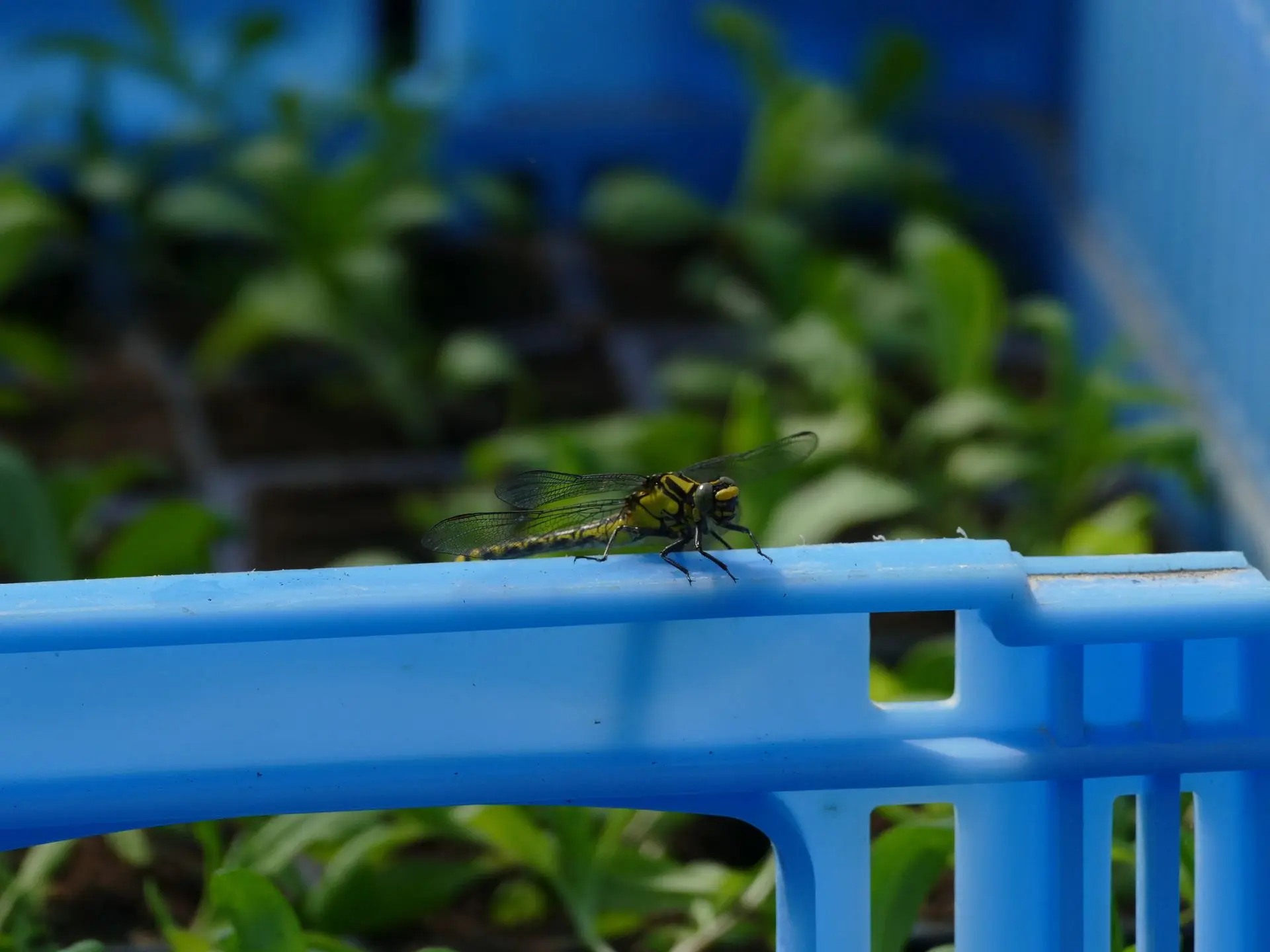 Gomphe à Pattes Noires (Gomphus vulgatissimus), observée en mai 2025 dans la serre. 