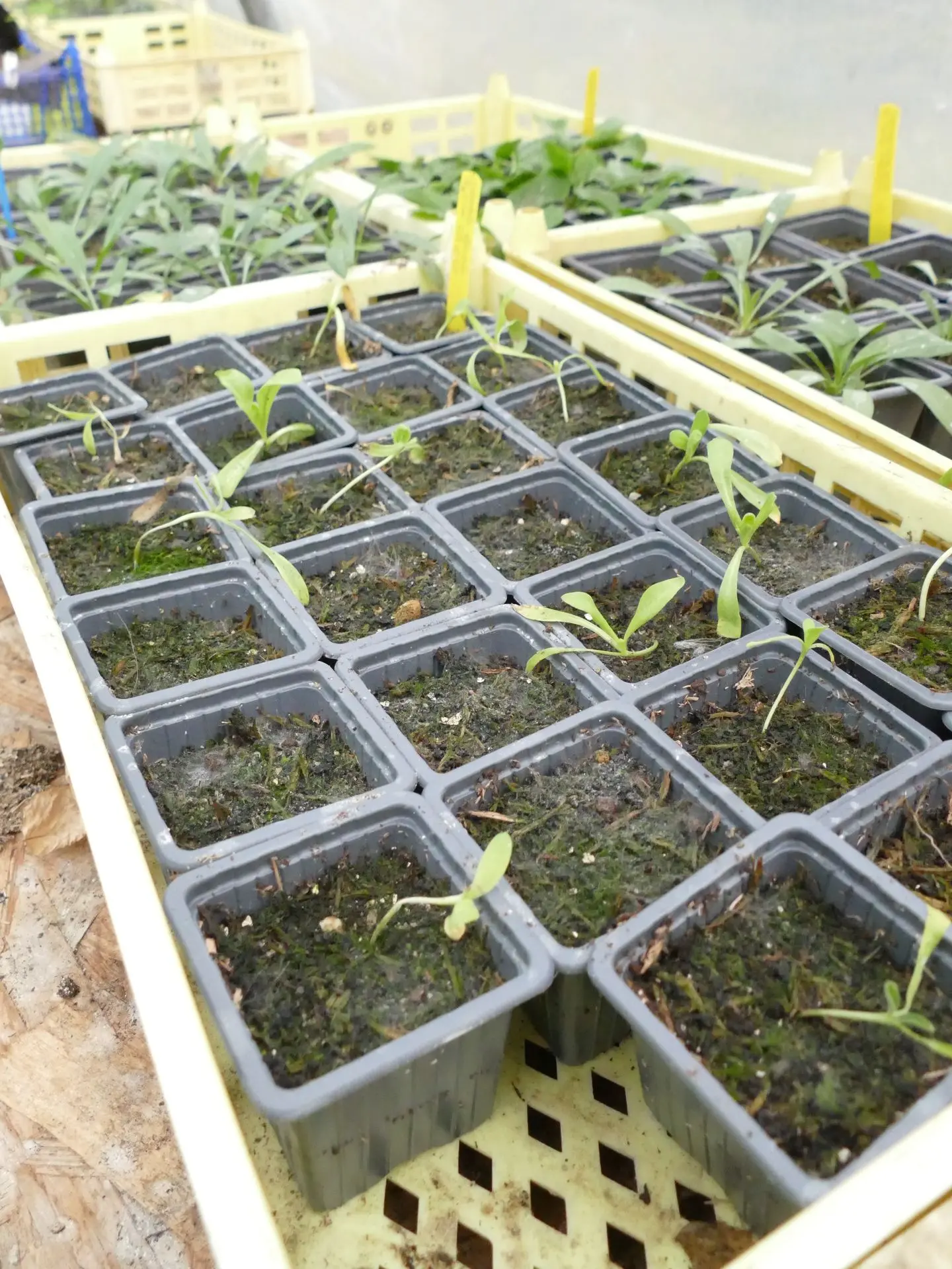 Une cagette de jeunes soucis des jardins. Près de la moitié des godets sont vides.