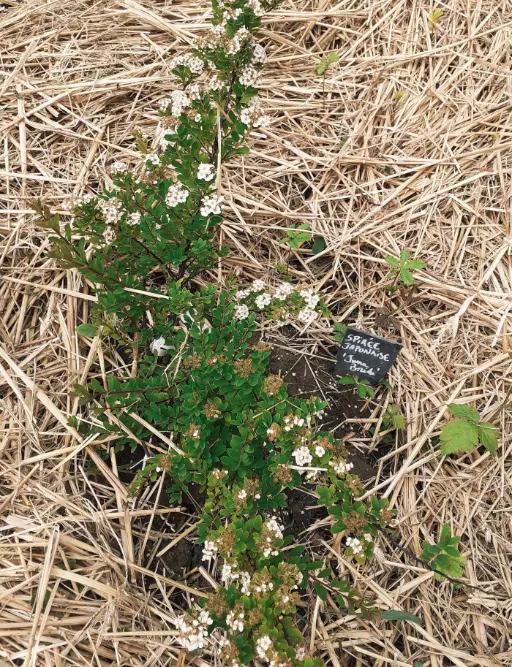 Spirée Japonaise, variété June Bride Au centre de la photo, un jeune plan de spirée Japonaise, aux fleurs blanches. Une étiquette en ardoise précise "Spirée japonaise, June Bride". Tout autour, de la paille couvre le sol.