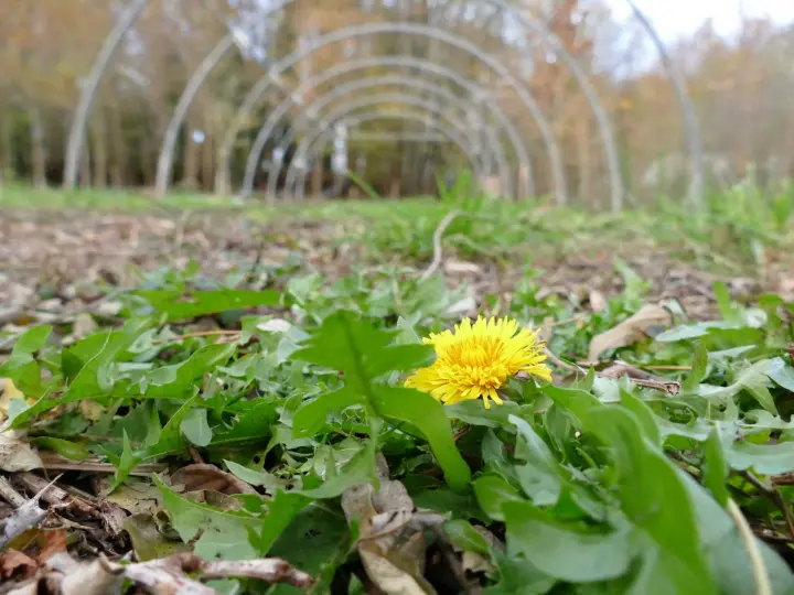 Photo de pissenlit Photo d'un pissenlit, au premier plan, dont la fleur jaune est ouverte. En arrière plan, des arceaux de serre tunnel.
