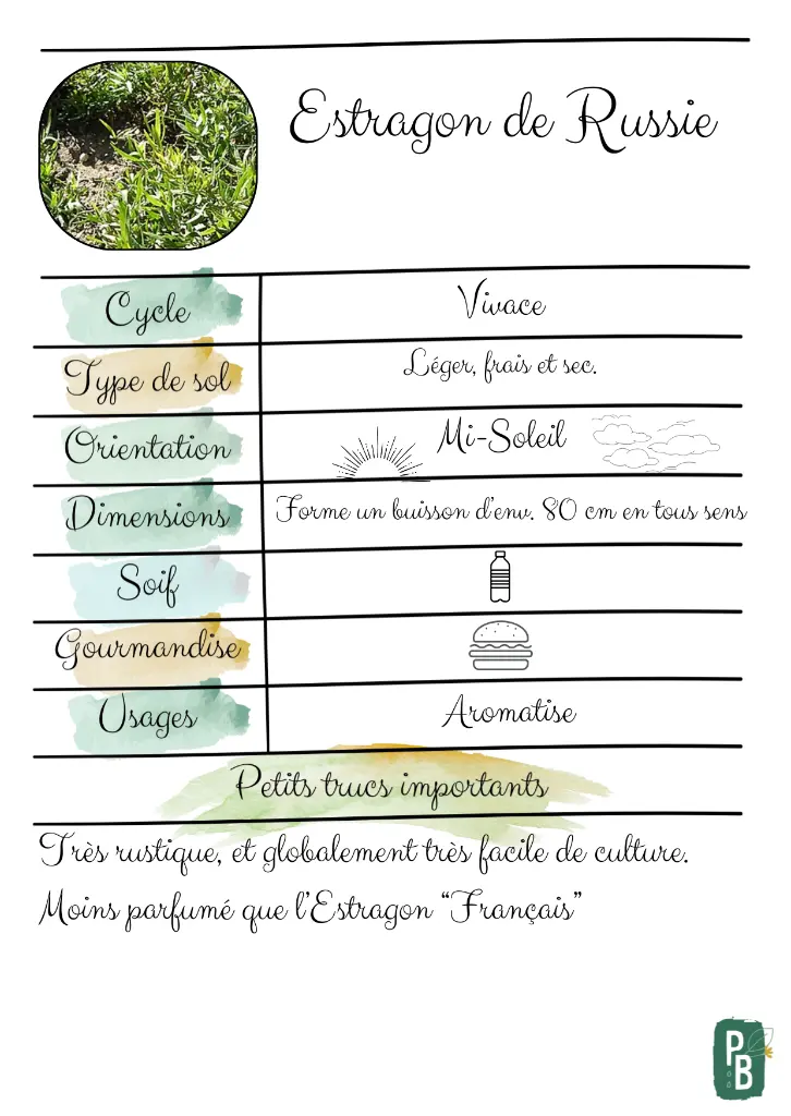 Estragon de Russie.webp