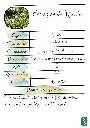 Estragon de Russie.webp