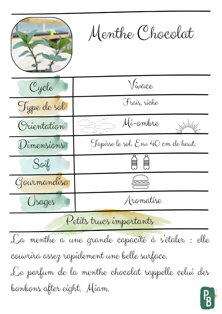 Menthe Chocolat.webp