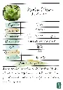 Menthe Citron.webp