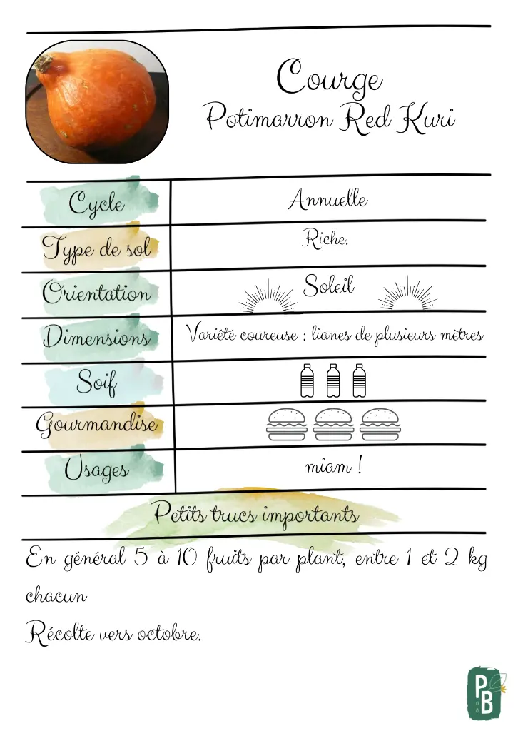Potimarron Red Kuri.webp
