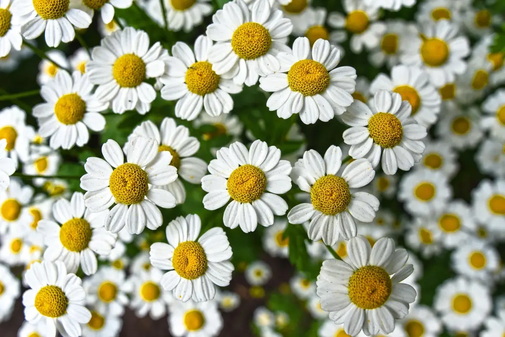 chamomile-3489847_1280.webp