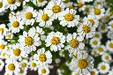 chamomile-3489847_1280.webp