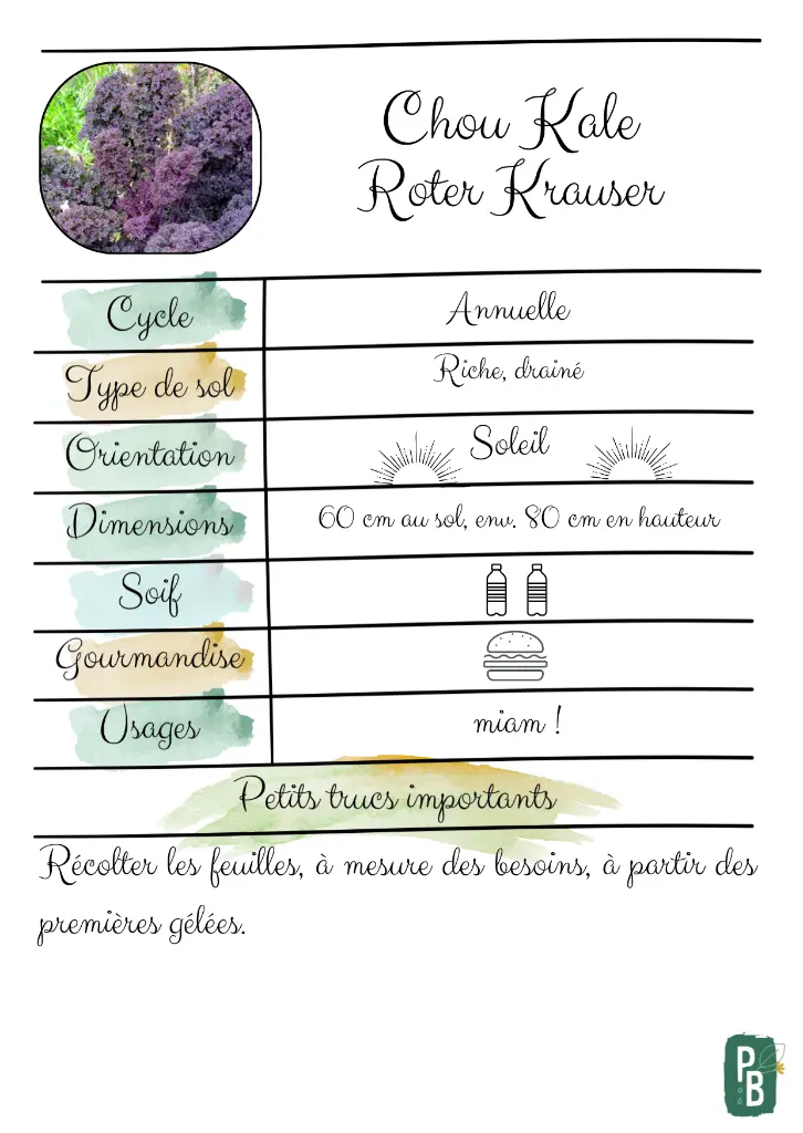 Chou Kale Roter Krauser.webp