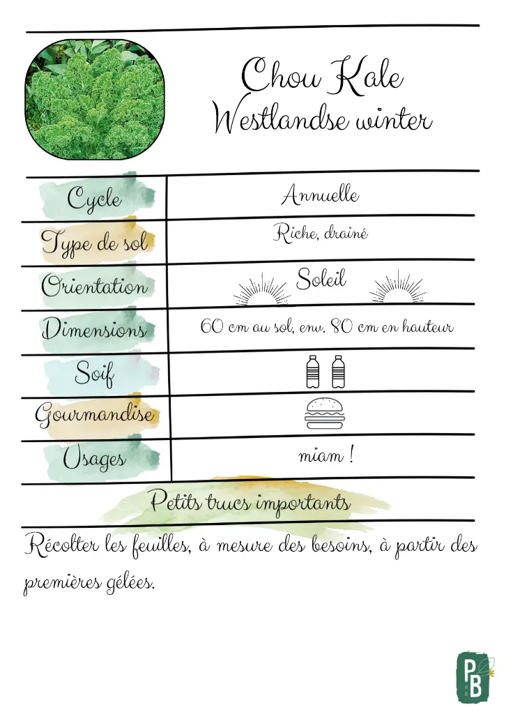 Chou Kale Westlandse winter.webp
