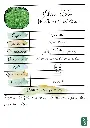 Chou Kale Westlandse winter.webp