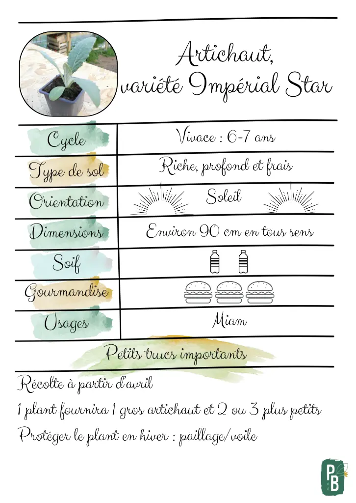 Artichaut Imperial Star.webp