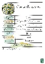 Camomille Romaine.webp