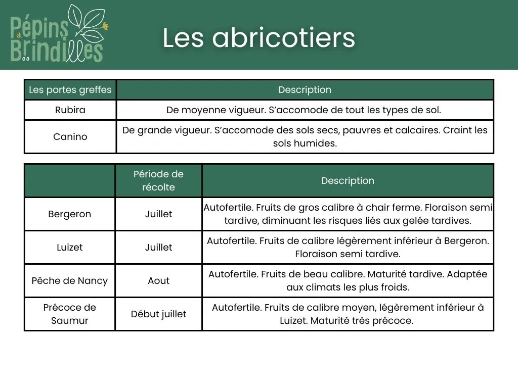 5.webp