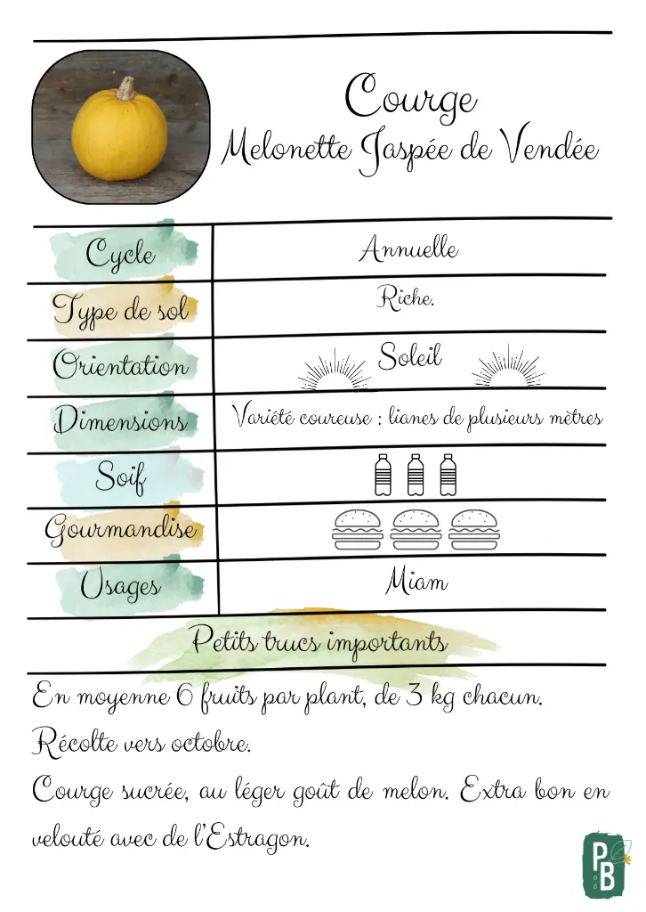 courge melonette de vendée (1).webp