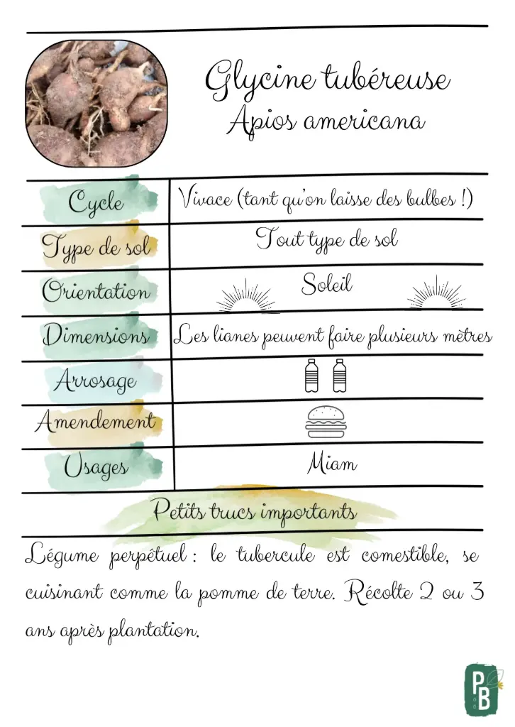 Glycine tubéreuse
