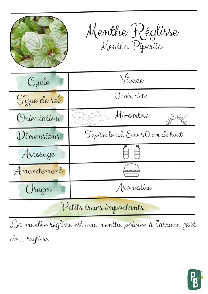Menthe Réglisse
