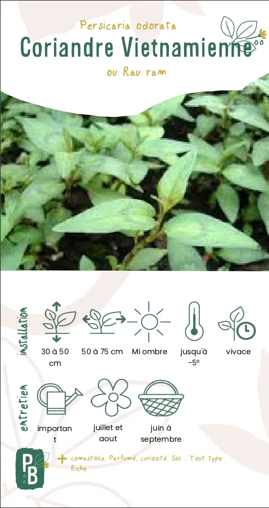 Coriandre Vietnamienne