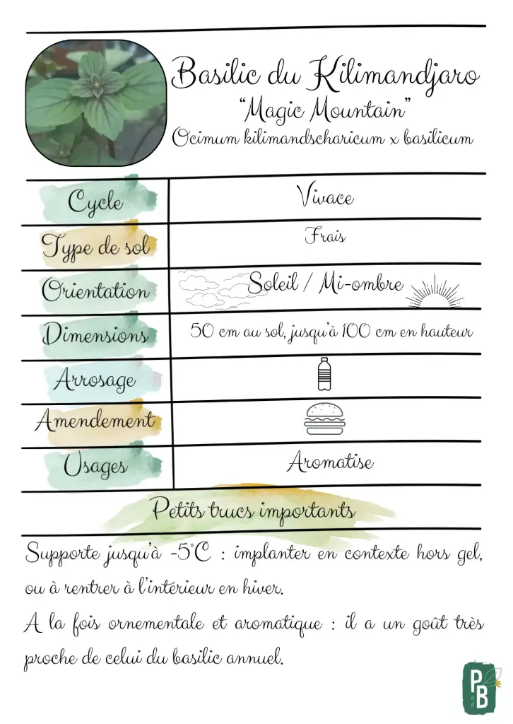 Basilic perpétuel du Kilimandjaro