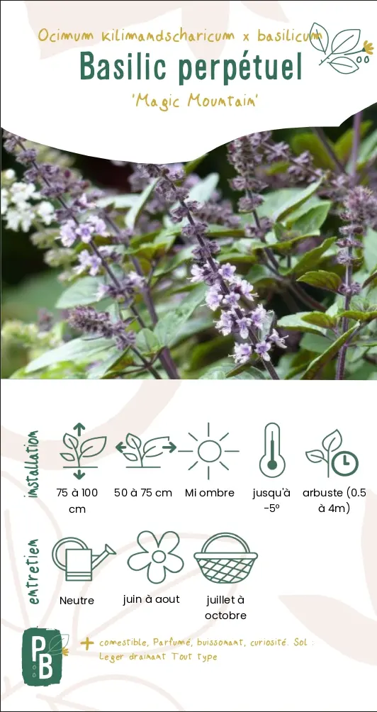 Basilic perpétuel du Kilimandjaro