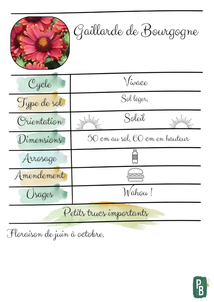 Gaillarde 'bourgogne' rouge