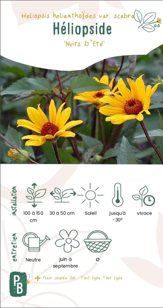 Heliopsis Faux Helianthe 'Scabra'