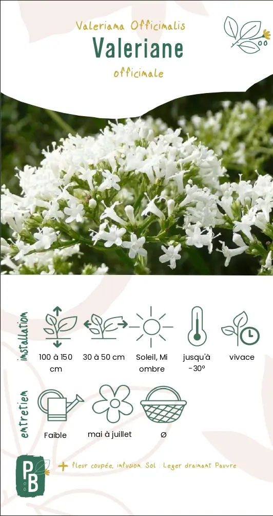 Valériane Officinale