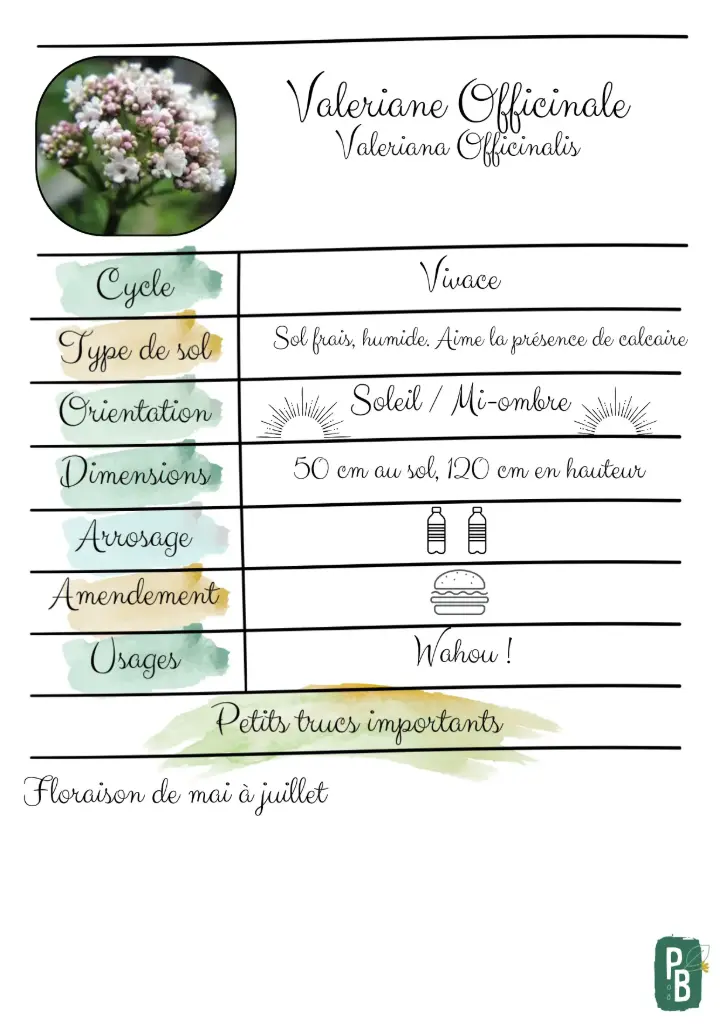 Valériane Officinale