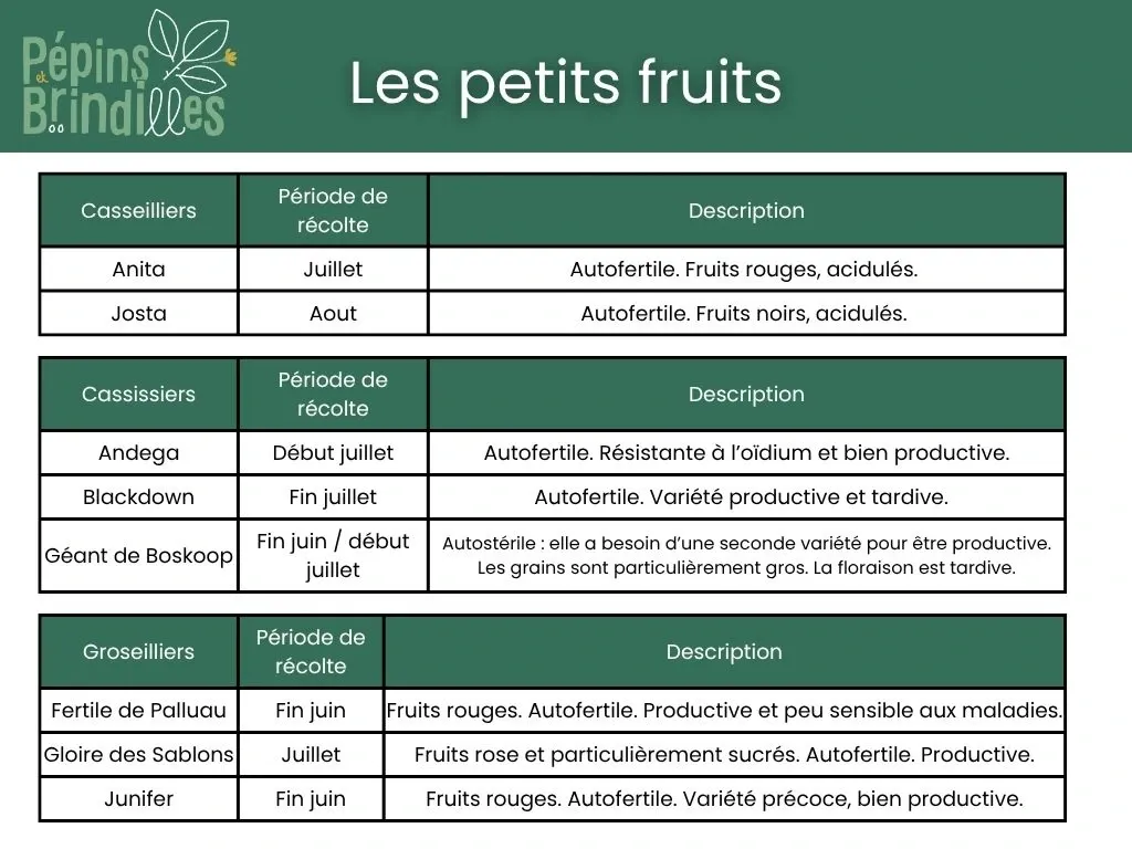 Plants fruitiers en racines nues