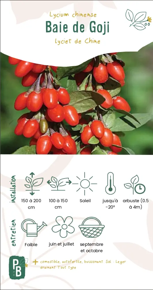 Baie de Goji, lyciet de Chine