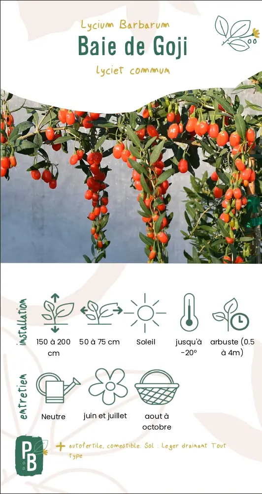 Baie de Goji, lyciet commun