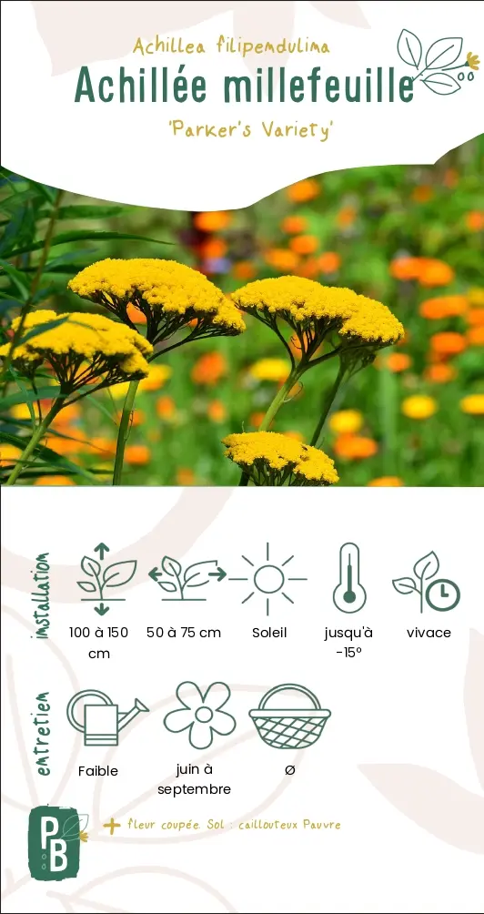 Achillée millefeuille 'Parker's variety'