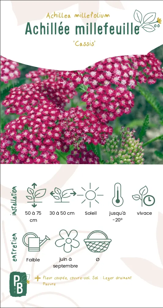 Achillée millefeuille 'cassis'