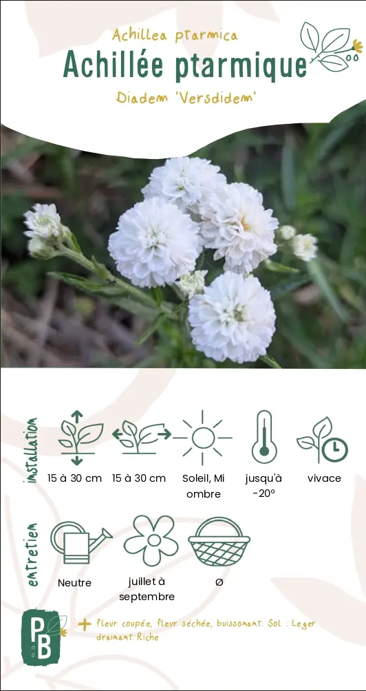 Achillée ptarmique 'Diadem'