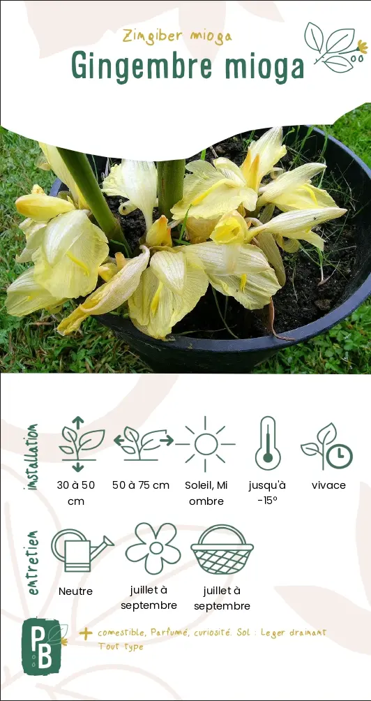 Gingembre Mioga