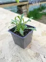 Estragon de Russie