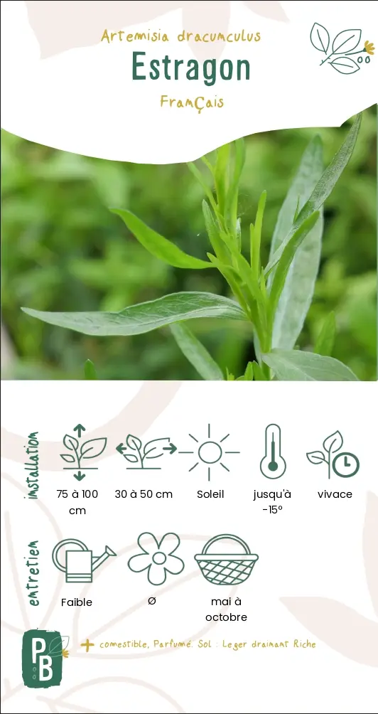 Estragon Français