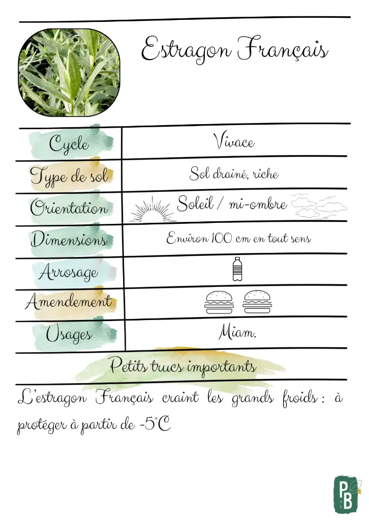 Estragon Français