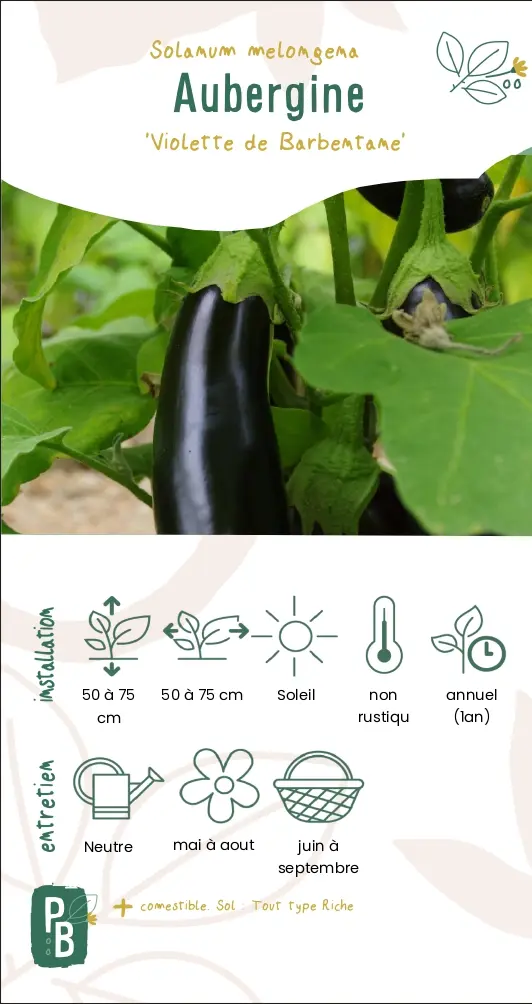 Aubergine 'Violette de Barbentane'