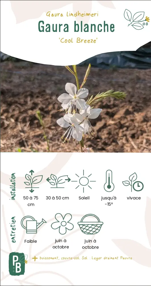 Gaura blanche 'Cool breeze'