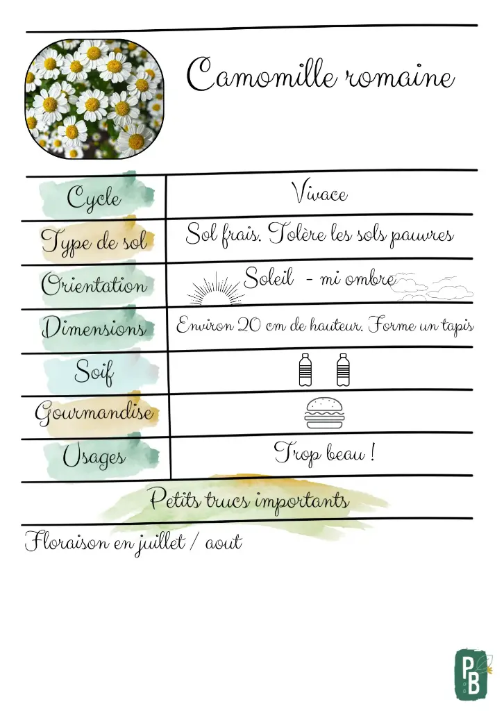 Camomille romaine