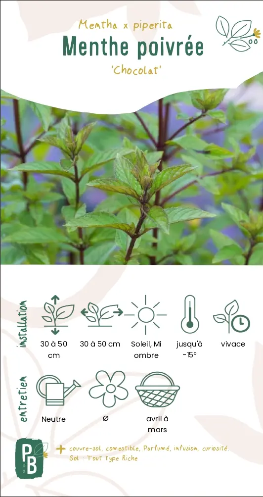 Menthe 'chocolat' (G9)