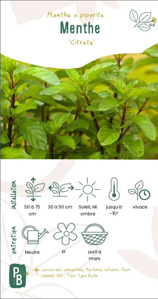 Menthe 'citrata' ou 'citron'