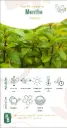 Menthe 'citrata' ou 'citron'
