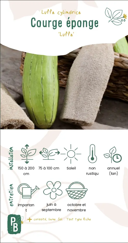 Courge Luffa