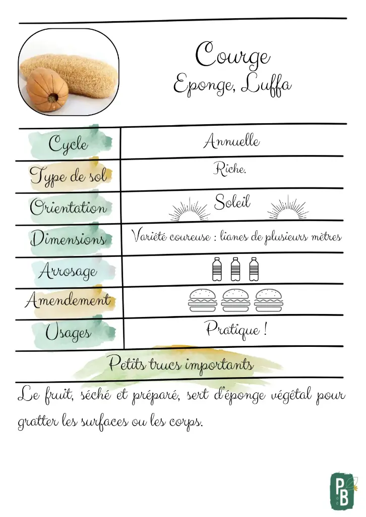 Courge Luffa
