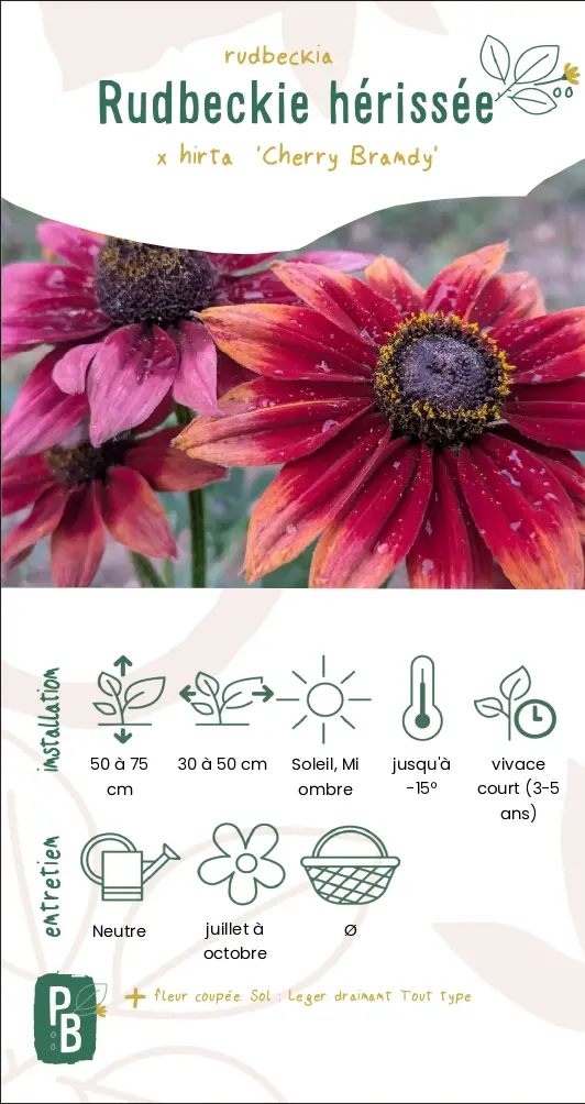 Rudbeckia Hirta "Cherry Brandy" (G9)
