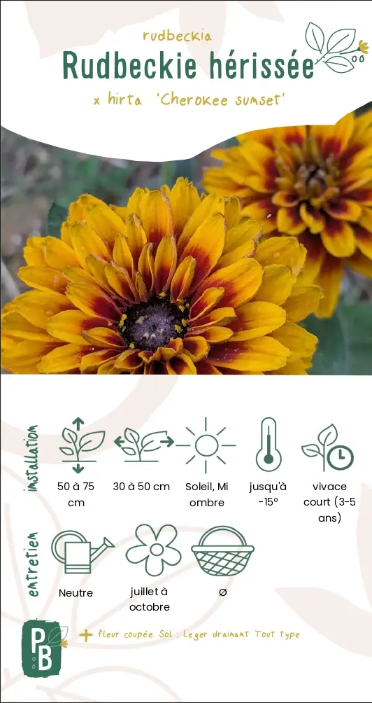 Rudbeckia Hirta "Cherokee Sunset" (G9)