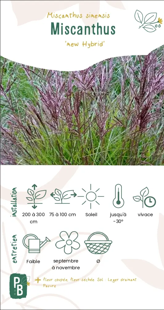 Miscanthus 'new hybrid'